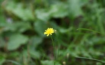 Chân Thiện Mỹ